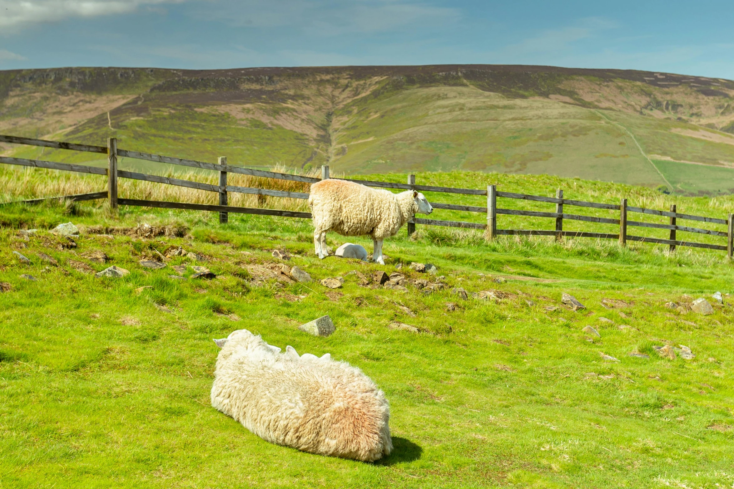 there are sheep grazing on a grassy hill side