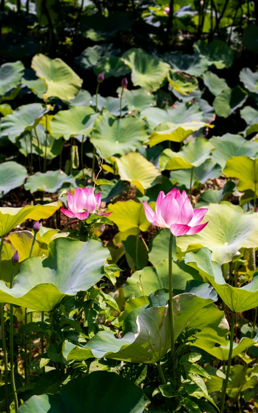 three lotuses are in the middle of a swamp