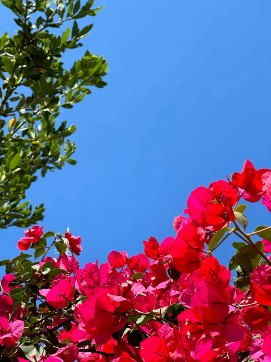 the flowers in front of the blue sky are very pretty