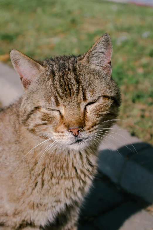 a cat lying down on some grass