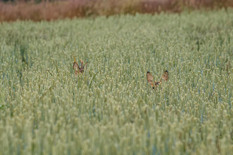 two animals standing in a field of tall grass