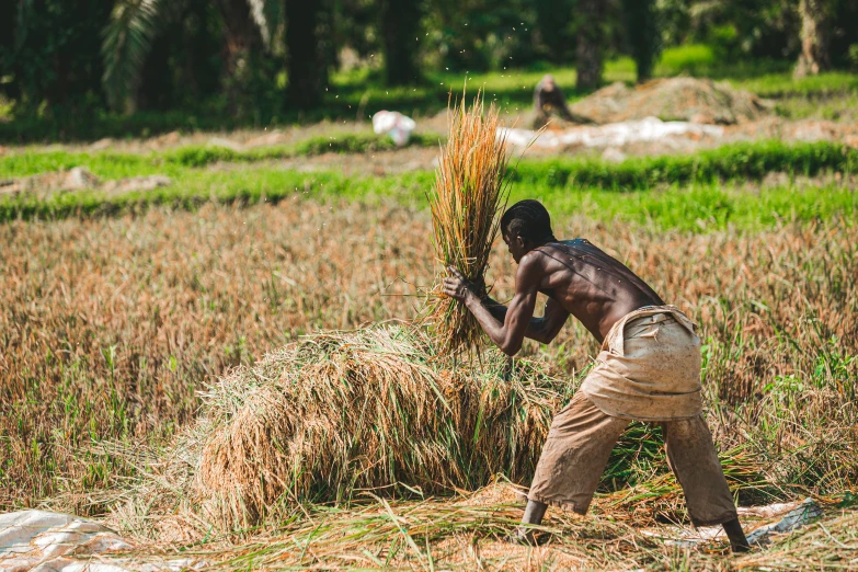 a man with the brown color is pulling hay off the ground