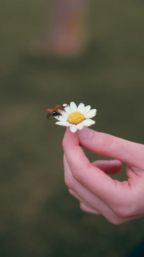 a woman holds a daisy flower in her hand