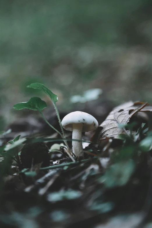 a mushroom in the ground with a small green plant on top
