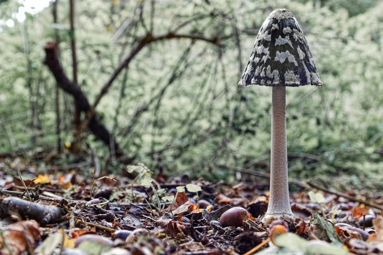 a mushroom like object near a tree in a park