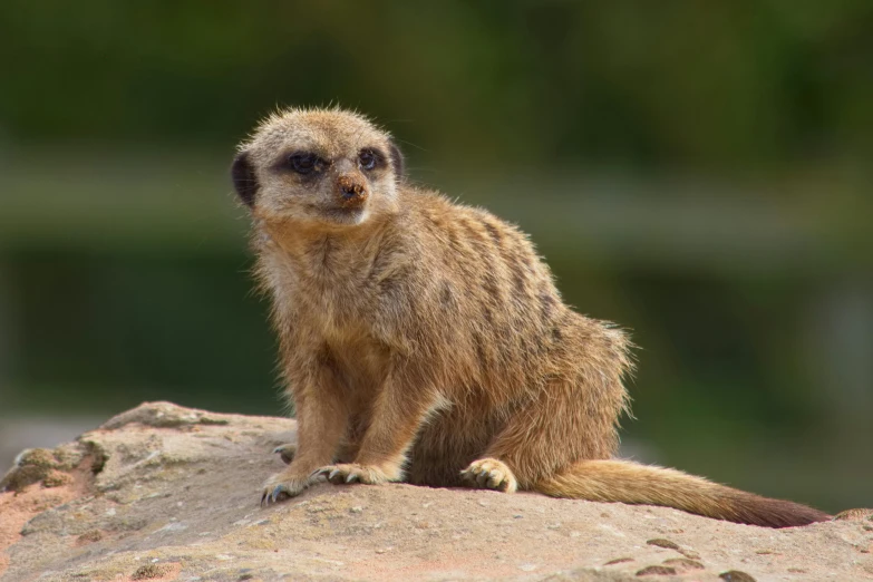 the small animal is sitting on top of a rock