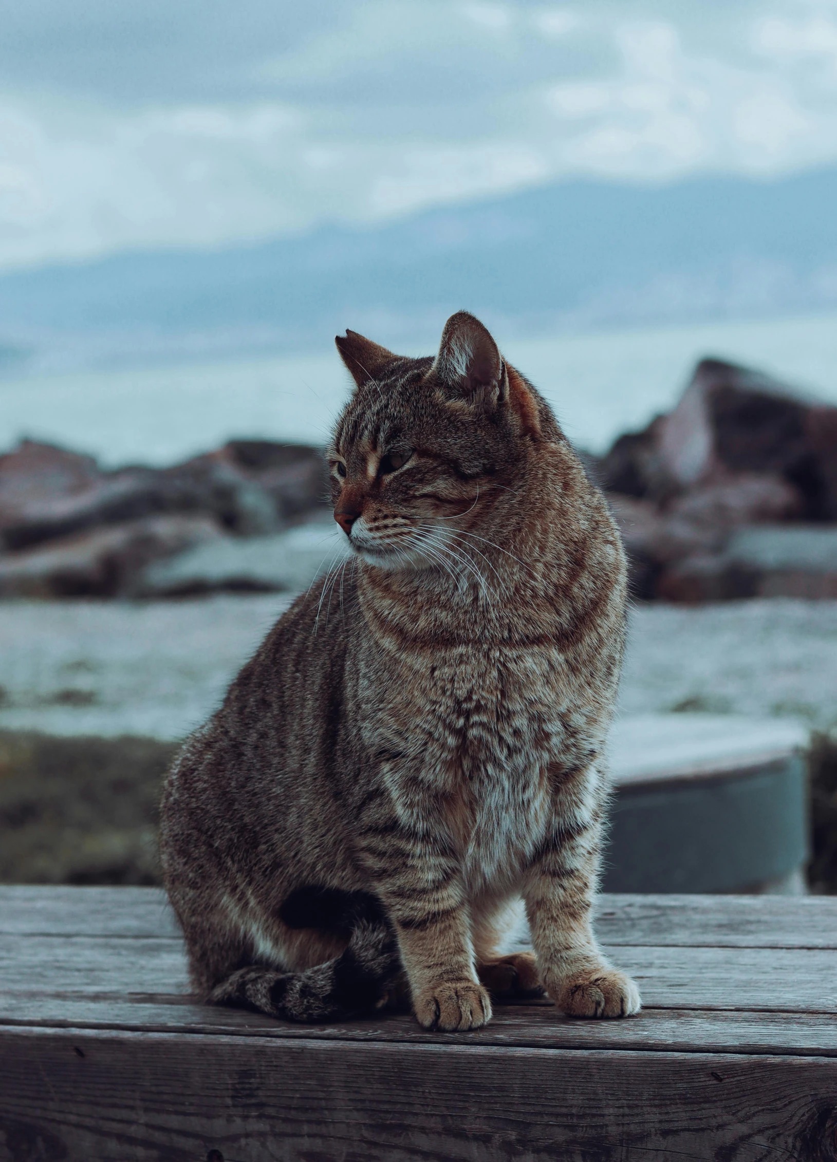 the cat is sitting on top of the bench