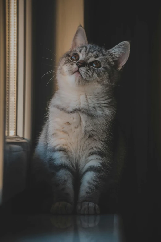 a tabby cat sitting with his eyes closed