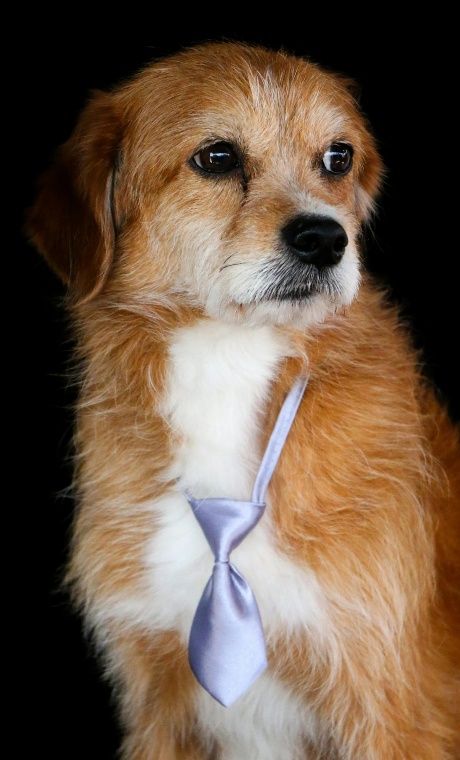 the puppy has a blue tie around his neck