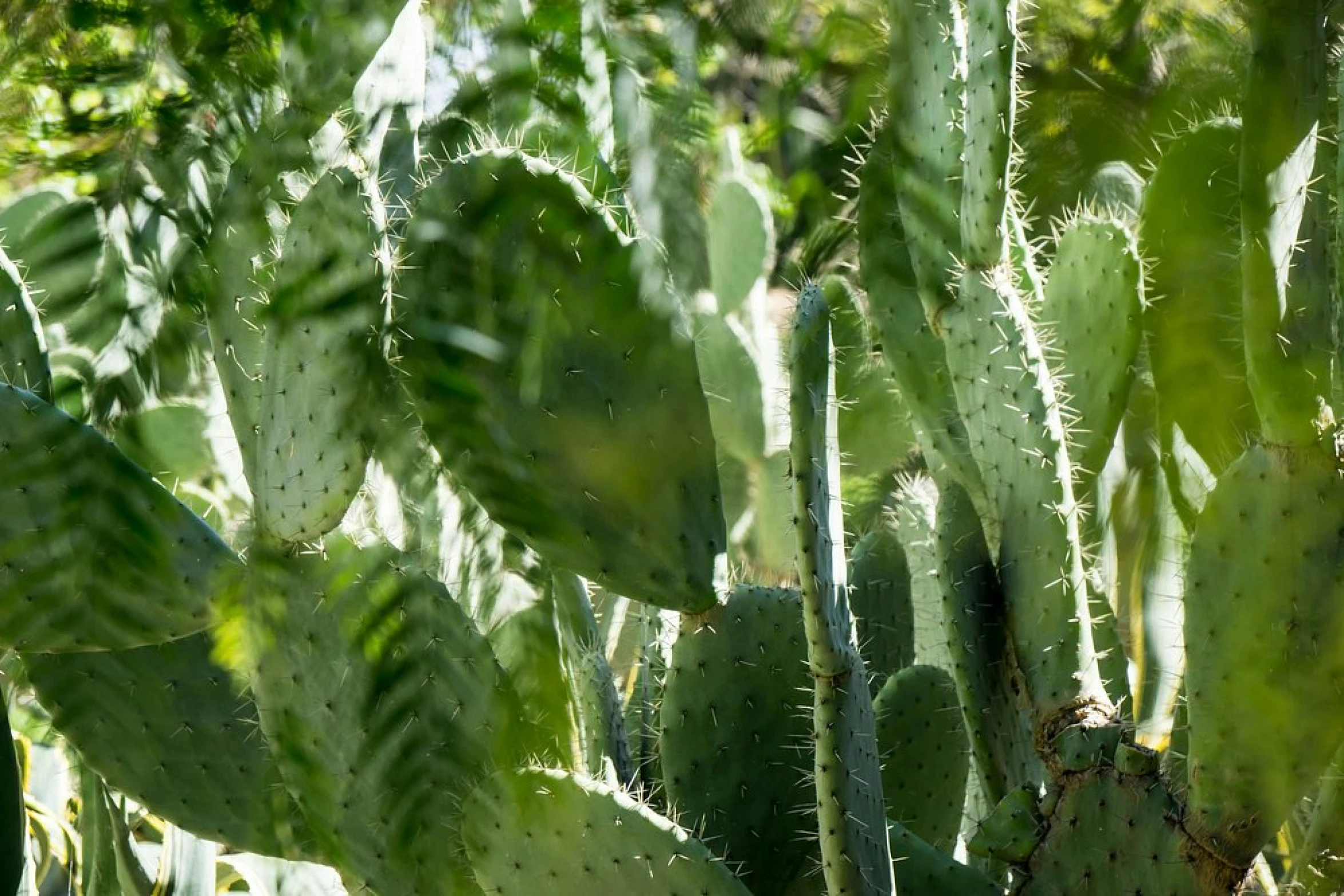 cactus and cacti in full growth outside in the afternoon