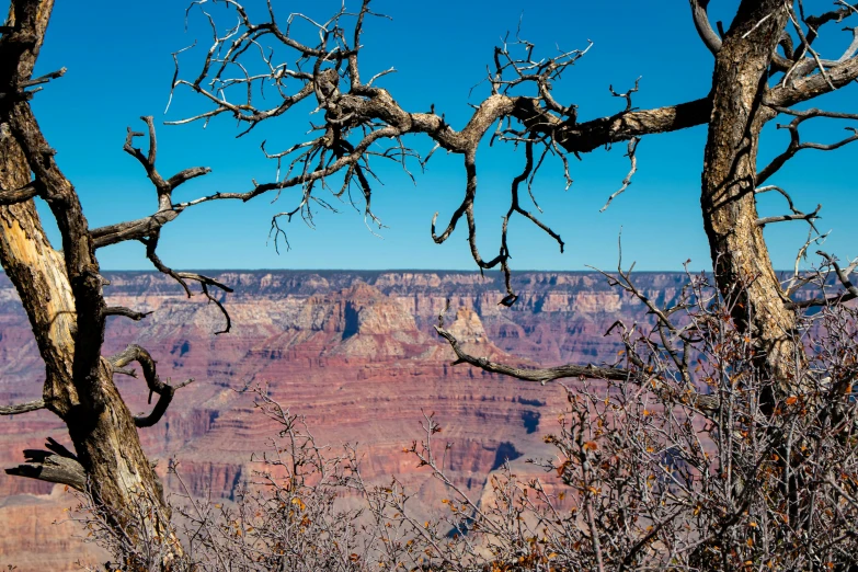 a large cliff in the distance with bare trees in front