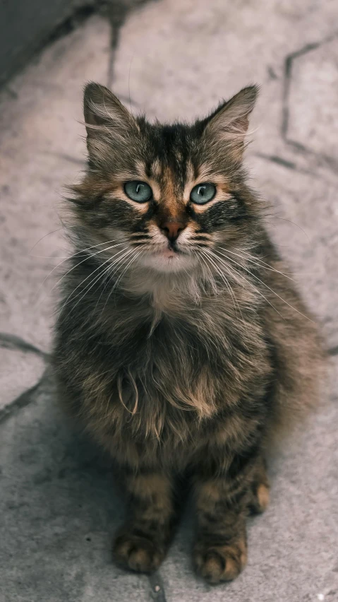 a cute cat with blue eyes staring intently