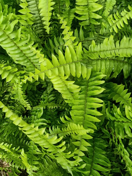 some green plants with very big leaves