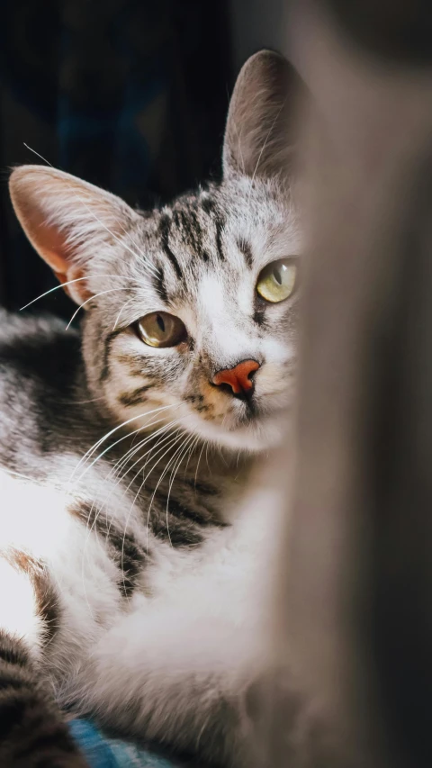 a cat laying down next to a table with a light shining on its face