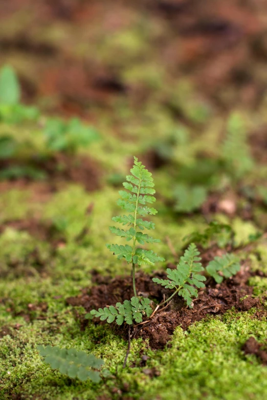 a small plant sprouting out from the ground