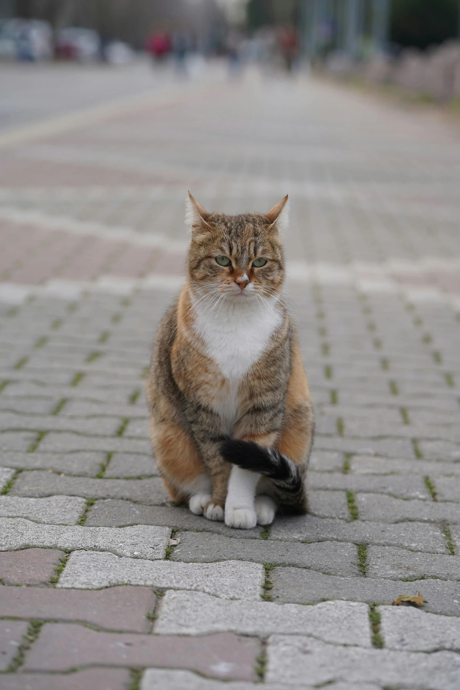 the calico cat is standing on a brick path