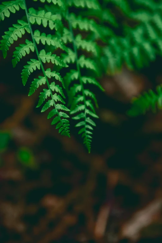 a green leaf that is standing out from the grass