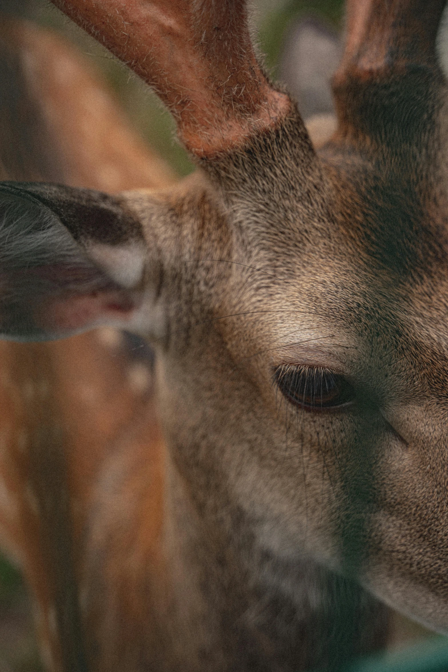 a close up of the face of a small deer