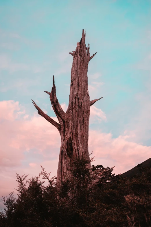 a very old tree that's growing out of the ground