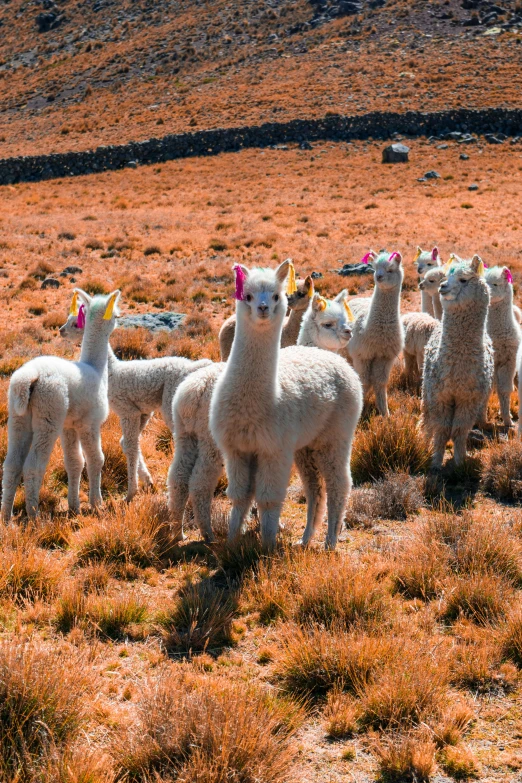 white alpaca in a desert field with some brown grass