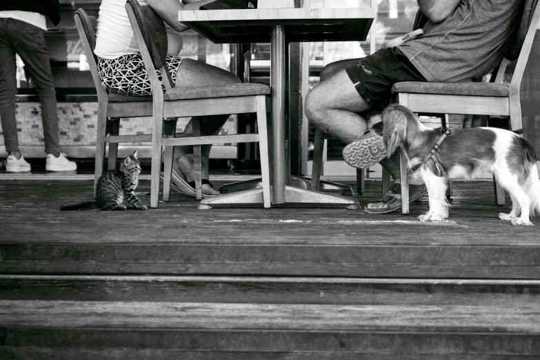 two people sitting in chairs with a dog and a cat