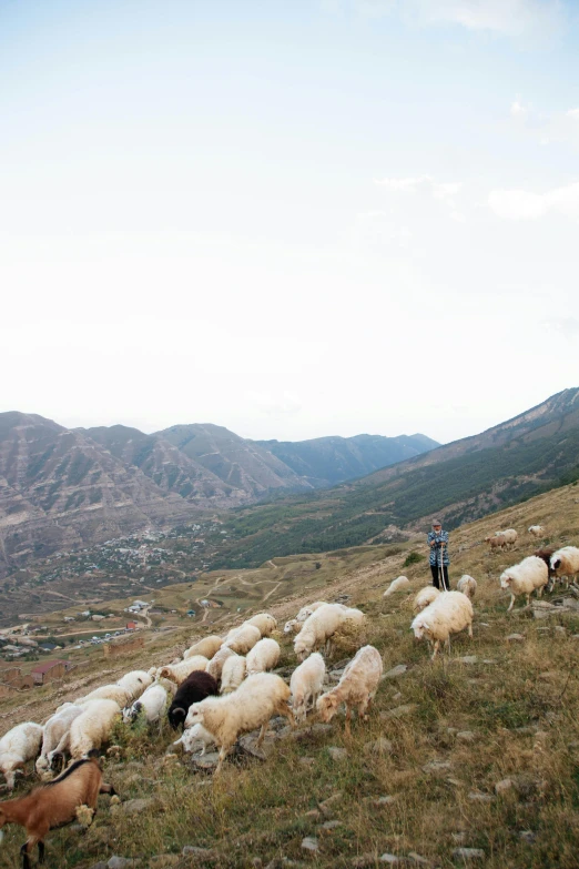 several sheep and two goats are on the hills