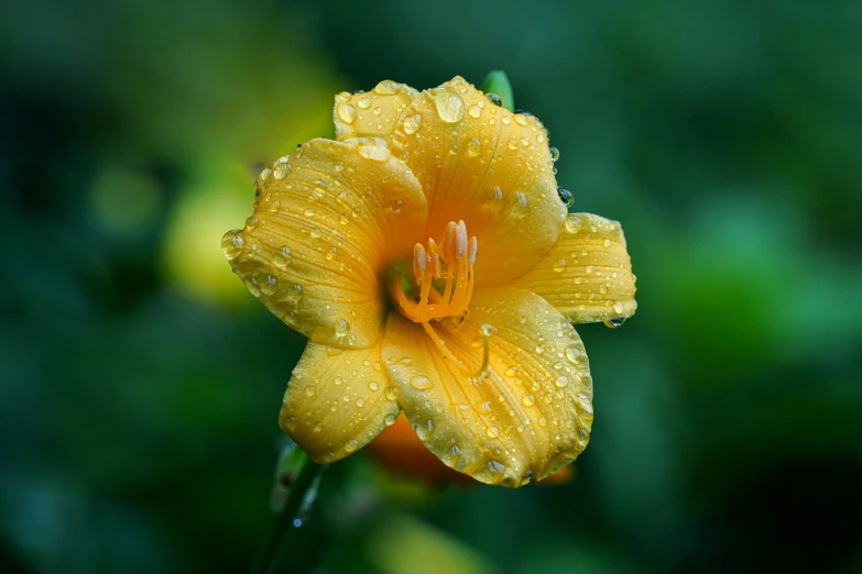 there is a bright yellow flower with dew droplets on it