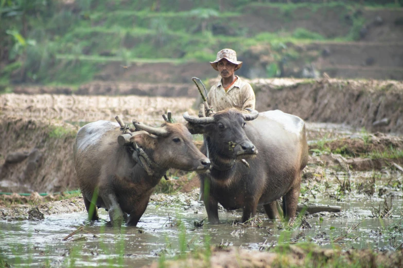 a man who is on top of two animals in the water