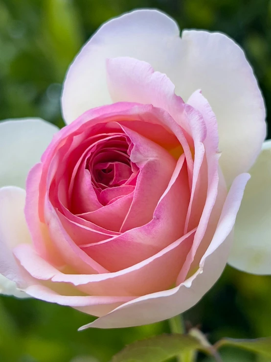a large pink rose sitting on top of a plant