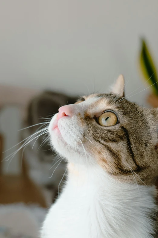 an orange and white cat looking up at soing