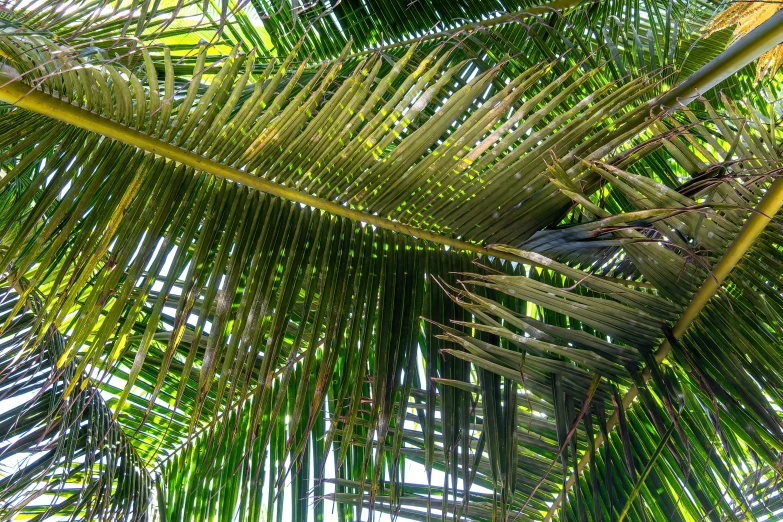 close up s of some green and brown leaves