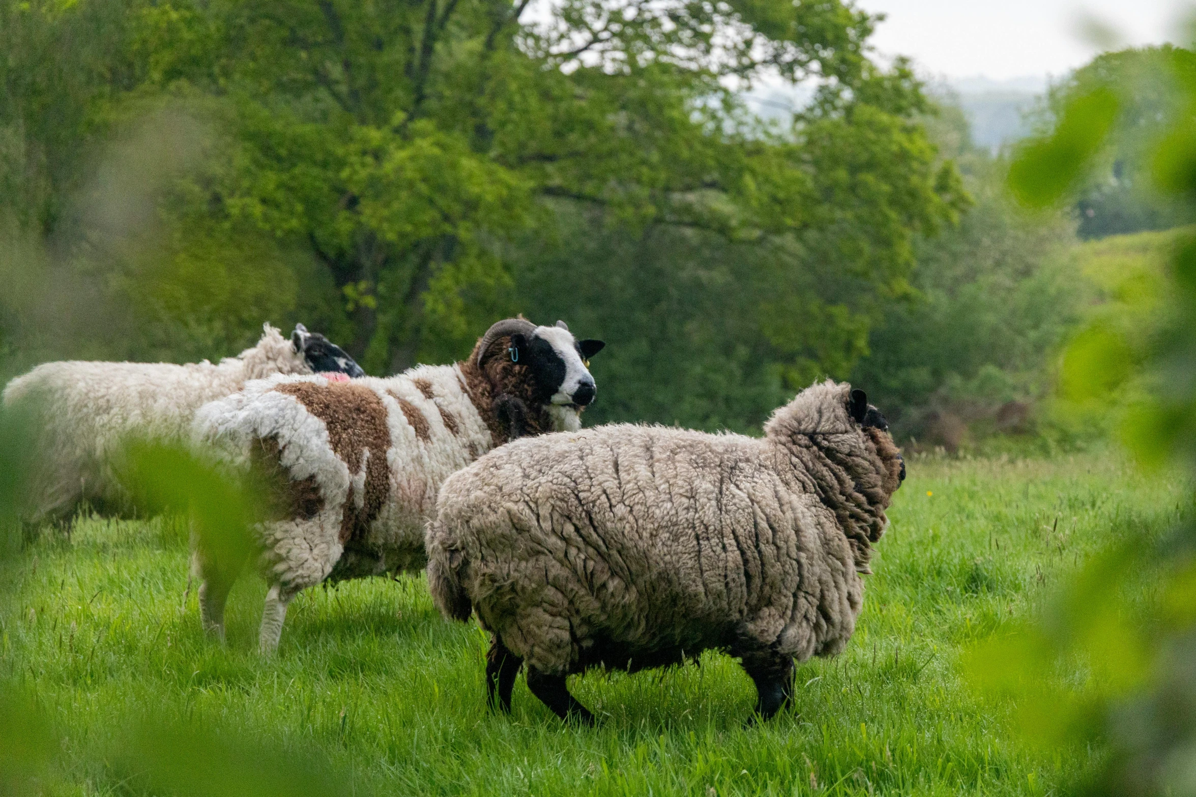 a group of sheep in an open grassy field