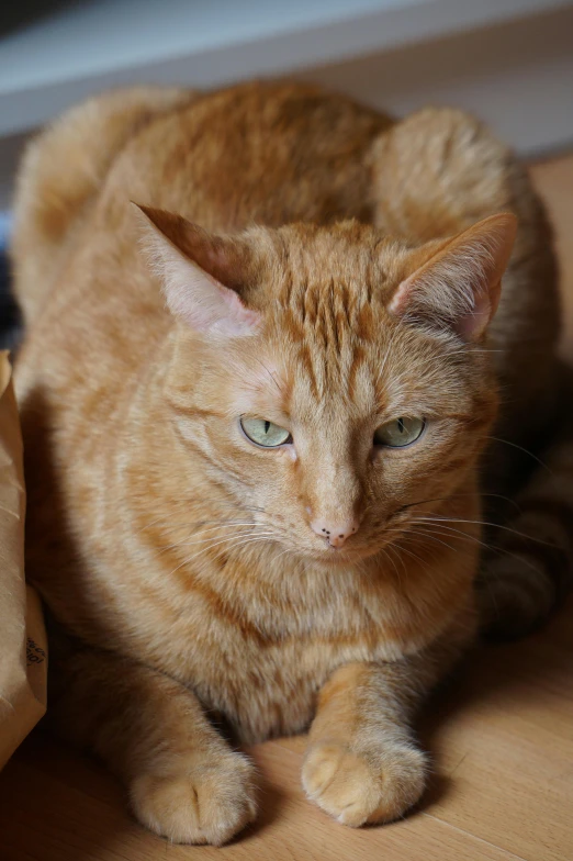 an orange and black cat laying down on top of wooden floor