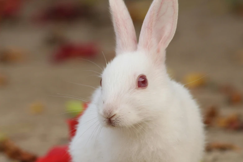 a white bunny rabbit is sitting in the sand