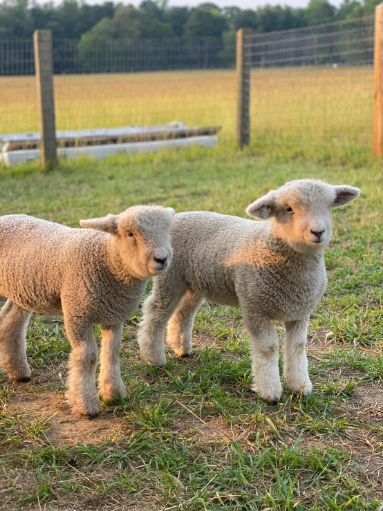 three lambs standing in an enclosure at the zoo