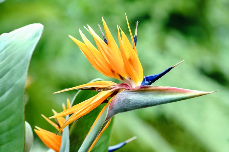 yellow and blue flowers with large green leaves