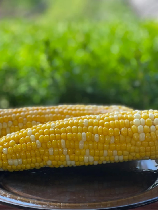 two corn on a plate near a bush