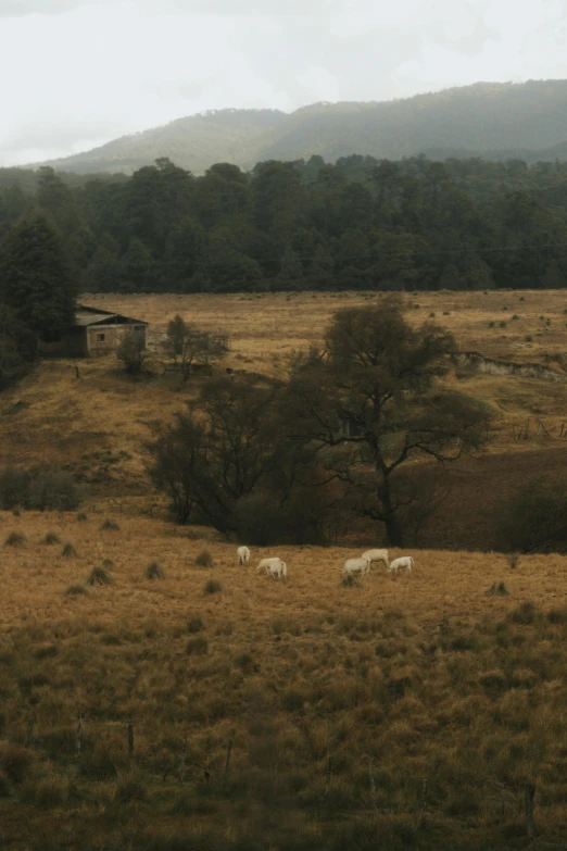 four sheep in a grassy field and trees