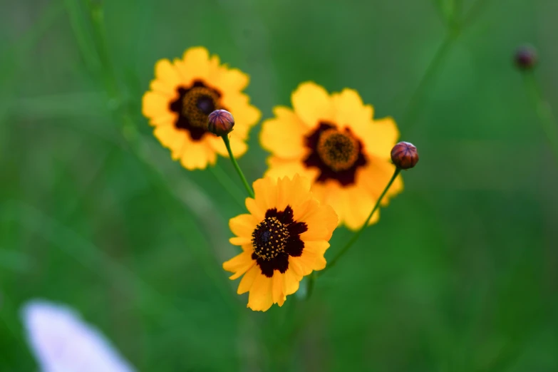 yellow and black flowers in the middle of some grass