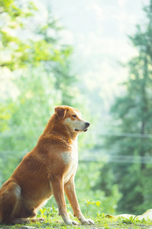 a dog sits in the middle of the woods