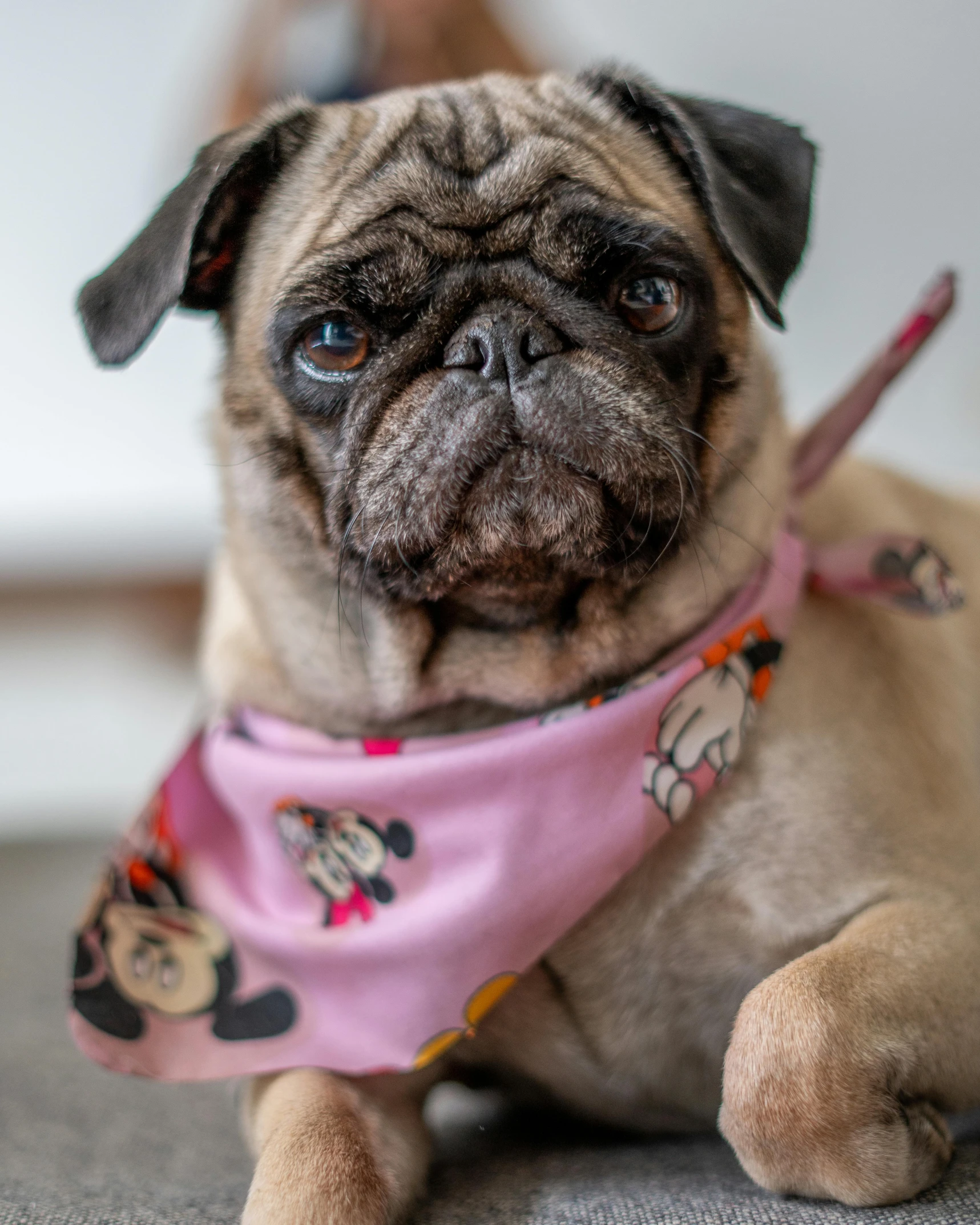 a pug dog with a pink bandanna collar
