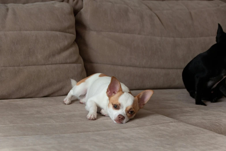 two dogs lying next to each other on a couch