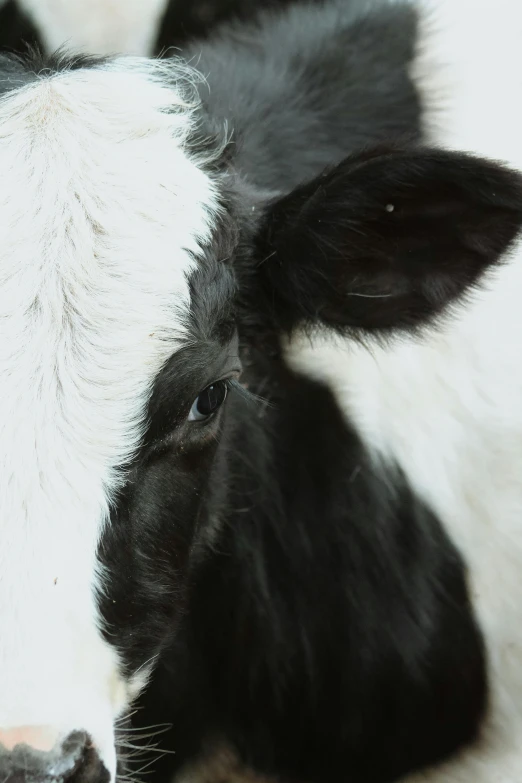 a cow is seen laying down on the ground