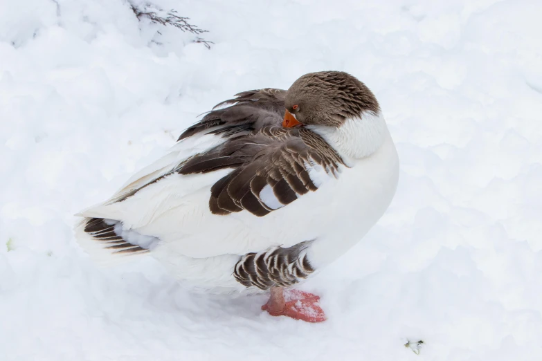 there is a white and black bird sitting in the snow