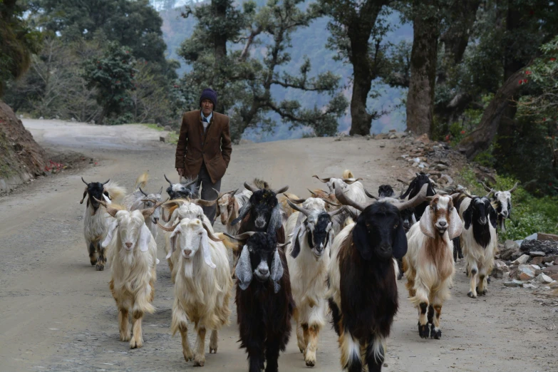 a man leading some goats on a road