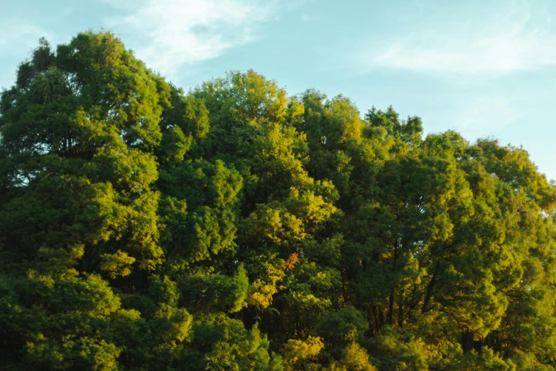 many large trees sitting in the grass near each other