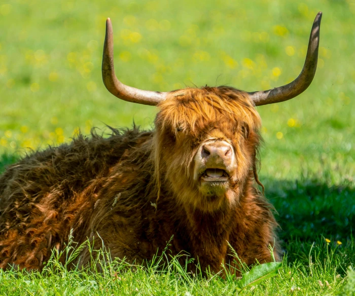 a hairy brown animal sitting in a field