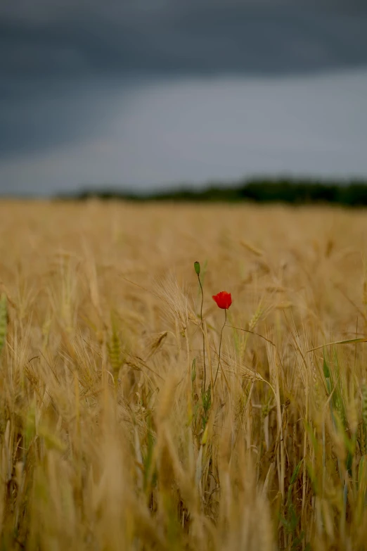 a lone red flower stands out among the tall grass