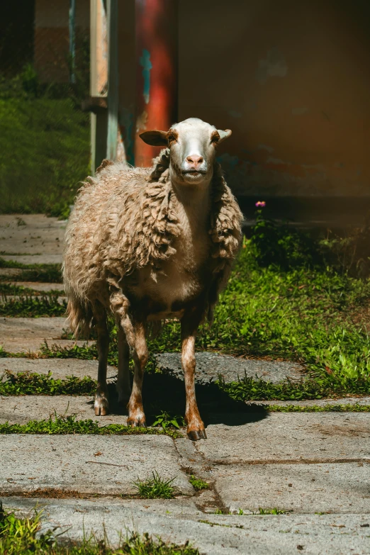 a sheep stands on concrete in an urban setting