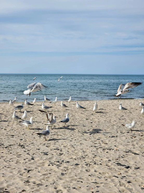 a bunch of birds sitting on a sandy beach